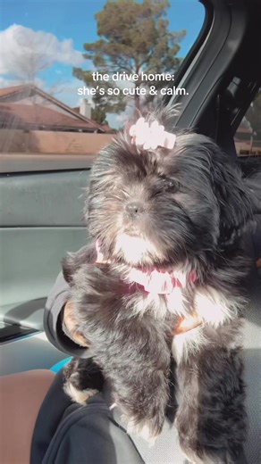 Caring for a Mini Shih Poo: Tips and Insights