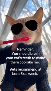 Aren't I SUCH a good boy? 😽 Find a toothpaste your cat loves (this one tastes like treats) and get to brushing! 🪥😻 Brushing can help prevent gum disease, which keeps your cat from losing teeth!If your cat won’t cooperate, talk to your vet about other options. | Scooter The Neutered Cat