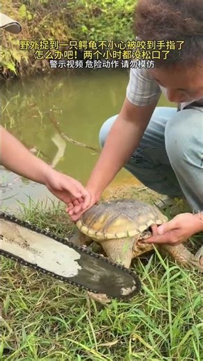 Snapping turtles in the wild are so fierce that they bite their fingers and won’t let go. Popula