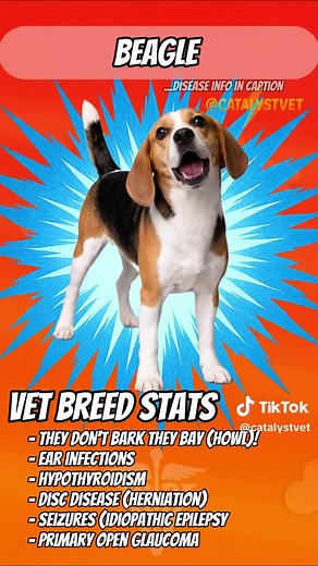 Common Health Issues in Beagles: Causes and Treatments