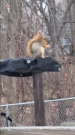 How to feed a squirrel pt. 44