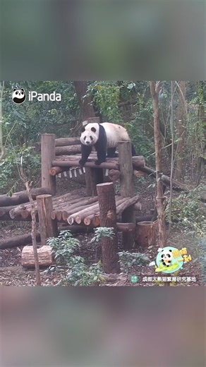 24K views · 718 reactions | Two totally different styles of playing on slides: The cautious vs. the bold, which one are you? (He Hua & He Ye) #panda #funny #HiPanda #ChengduPandaBase #PandaFun #PandaMoment For more panda information, please check out: https://en.ipanda.com | iPanda | Facebook