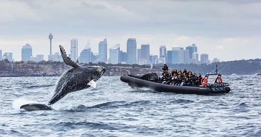 Whale watching in Sydney