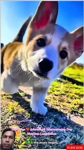 Cute Dogs ❤️ Adorable & Heartwarming Dog Moments Compilation #puppy #pets #dogcoach #pets