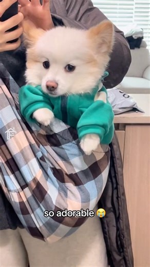 5.8M views · 7.7K reactions | This video will make your day better!#dogmomlife #dogmom #dogmomlove #fypシ❤️ #UnconditionalLove#furryfamily #fypシ Follow: @furry_quotecorner Catlovers珞: @furry_cats001 | Fur.friends3 | Facebook