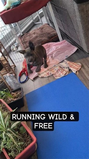 3 months old Argo #canecorso #puppy #wild #momlife