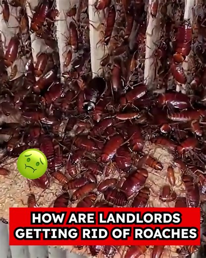 Are you relying on outdated roach control methods? Say goodbye to harsh chemicals in your home our plant-powered solution, BugMD Essential Pest Control, the effective and convenient way to eliminate roaches! Why You'll Love BugMD: 🌿 Kill By Contact: Our roach spray eliminates pests with a plant-powered formula, no need for toxic chemicals or messy baits. Enjoy a roach-free home without the hassle! 🛡 No Harsh Chemicals: BugMD doesn't use traditional pesticides, making it family and pet friendly