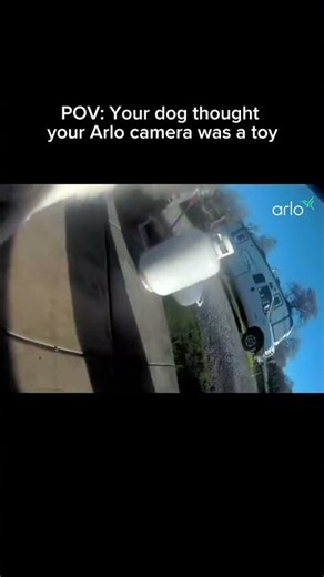 This dog stole the security camera and made a movie 🎬 #funnydogs #pov #securitycamera