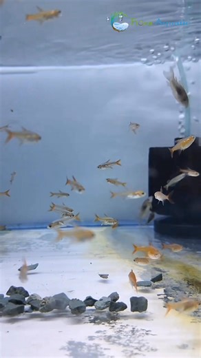 Ember tetra 𝐒𝐡𝐨𝐩 𝐖𝐢𝐭𝐡 𝐔𝐬 : https://fioraaquatic.com/ 𝑭𝒊𝒐𝒓𝒂𝒂𝒒𝒖𝒂𝒕𝒊𝒄 𝒀𝒐𝒖𝒕𝒖𝒃𝒆 𝑪𝒉𝒂𝒏𝒏𝒆𝒍 : https://www.youtube.com/watch?v=-glU0UzZUtQ&list=UULFUqktTK-3r_uzCqh0EI6zEw&index=1 📞 For more details, contact us at 974-3001-2422 whatsapp link: https://wa.me/message/IA3WMBIH6YCSJ1 📍 Find us on the map: https://maps.app.goo.gl/njHPhLb8ccN6BJHD7?g_st=ic #Aquariums #UnderwaterBeauty #qataraquarium #fioraaquatic #ExploreQatar #qataraquariumhobbyists #UnderwaterWorld #Aquarium