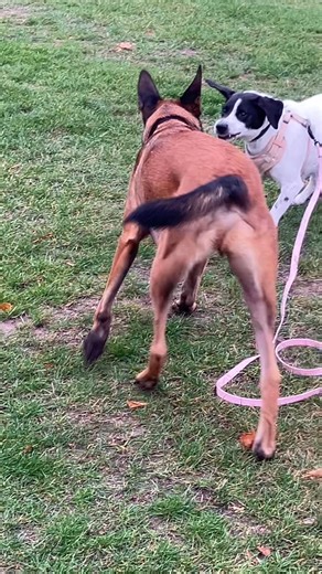 Poppy, Charlie, Rosie, Daisie and Bob enjoying a morning play with Viktor #cockapoo #cockapoos #cockapoolove #cockapoolovers #cavapoo #cavapooworld #cavapoolife #doggyplay #doggyplaydate | Paws Claws and More