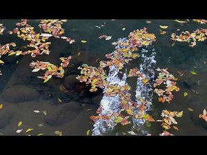 等々力渓谷の紅葉