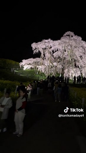 三春の滝桜：樹齢1,000年以上の日本の名桜