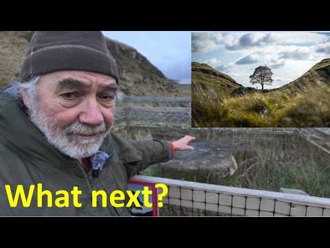 How the Sycamore Gap tree is recovering: epicormic shoots