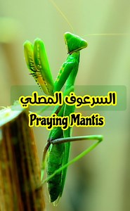 1.6M views · 76K reactions | السرعوف المصلي - Praying Mantis | Azeddine Lamine | Facebook
