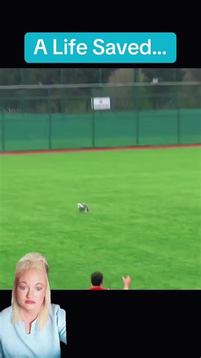 #greenscreenvideo #greenscreen #soccerplayer #seagull #ganicatan | Seagull
