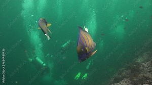 Angelfish (Blue Ring) are mating (fighting) and do not pay attention to the camera, divers and bubbles from scuba divers