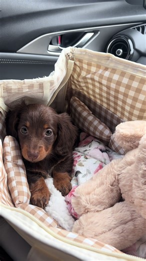 Adorable Baby Dachshund on the Beach