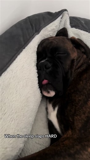 why do boxers do this please? 😂🤦🏼‍♀️#boxerdogsoftiktok #fyp #boxerdog #boxersoftiktokviral #boxerdogfans