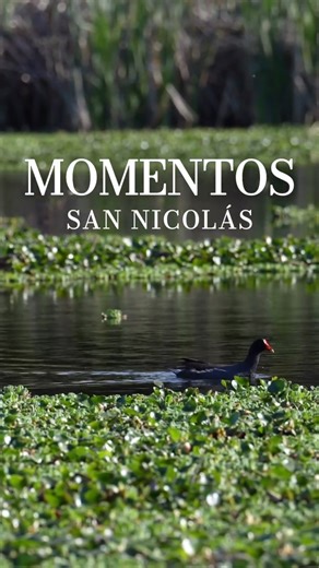 Pasear por el centro de la ciudad, recorrer el Eco Parque, andar en bici por la costanera o cortar el día en un barcito. San Nicolás tiene todo eso y mucho más para disfrutar la primavera a pleno 🤩 Disfrutá el video hasta el final, te va a sacar una sonrisa 😉 #DescubriSanNicolas #SanNicolasdelosArroyos #SanNicolas | San Nicolás de los Arroyos