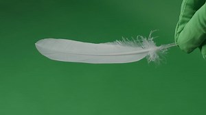 Feather movement. a green screen. Feathers moving float and fly in front of the camera. Green screen chroma key technique for use in film production. White birdwing against green background