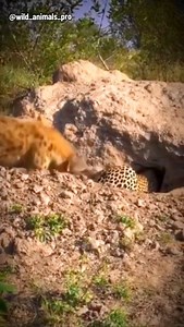 10K views · 92 reactions | The hyena appeared in time to save the wild boar from the leopard's claws | Animal Future | Facebook