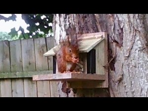 Making a Red Squirrel feeder from scrap wood