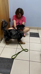 Every once in awhile, we get a dog into our Shelter who is picture perfect and instantly ready to go home. No medical issues, no behavioral issues, just no issues at all. And Rocky is that dog. To be fair, he does not like the sound of a vacuum or power tools, but other than that, all good. Well, he is also a smidge shy when he meets you - and it will last for about 5 seconds, and then all good. Rocky is a 10-month-old mini Australian Shepherd (neutered, UTD and microchipped). He was an owner su