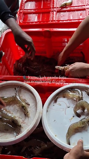 Understanding Vannamei Shrimp Farming