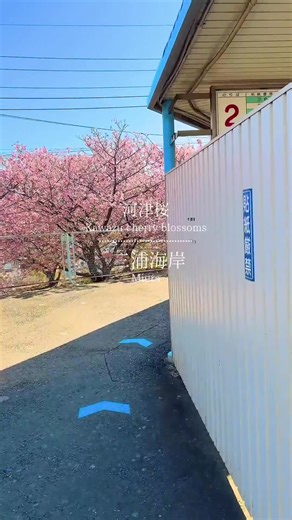 三浦の河津桜祭りの魅力と楽しみ方