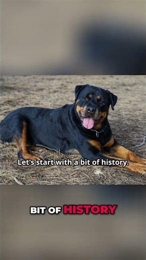 Rottweilers: From Ancient Herders to Loyal Family Protectors! #shorts