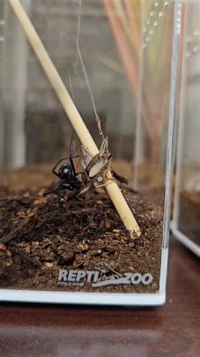 My new Latrodectus variolus (northern black widow) female with a house cricket. All the species of Latrodectus that I've had all hunt the same way so far, sneak up on the pretty and spray it with… | Robert Gilbert, MSc, PHE, BCE