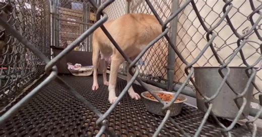 Bainbridge-Decatur County Humane Society getting set for new home; see what's next