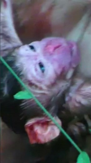 Newborn Monkey's First Moments | Amazing Birth in Nature