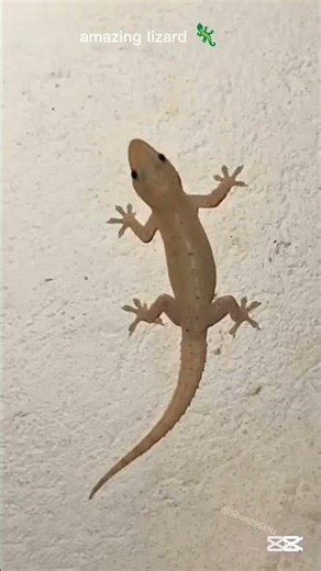amazing lizard 🦎 sounds
