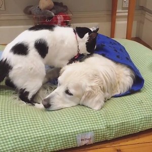 41K views · 3.6K reactions | Massage Monday... clearly the dog benefits. IG : heydiddledarcie | The Catnip Times | Facebook