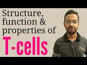 T cells, types, functions ,structures and properties | Helper T cells | Immune system physiology
