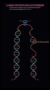 🧬 DNA Replication Explained in 3D | How DNA Makes an Exact Copy of Itself #biology #molecularbio