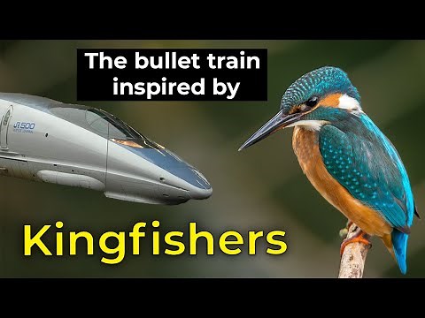 Kingfisher | Bullet train Inspired by the Kingfisher