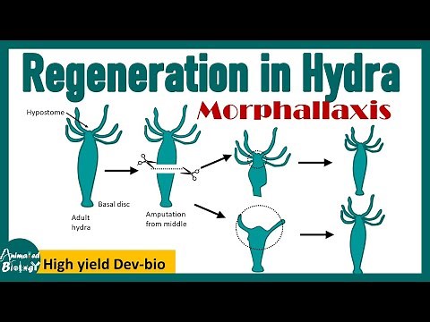 Regeneration in Hydra | Morphallaxis | Dev bio