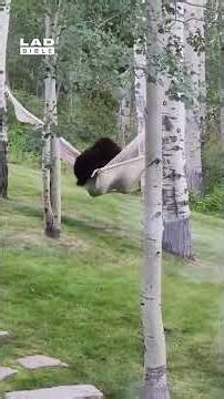 This bear just wanted to take a nap 😅 (🎥: ViralHog)