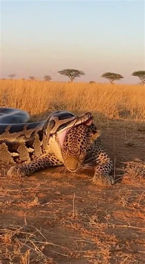 Leopard Trapped by Giant Python in Shocking Wild Encounter 😨