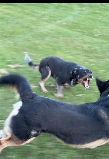 20 Pounds Lighter: Heeler vs Aussie Mix Barking at Golf Cart