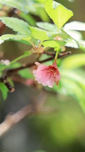 Cherry Blossoms Finished Blooming, Mini Bonsai in Mug Cup #bonsai
