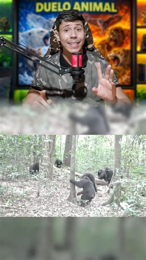 CHIMPANZÉS EM GUERRA