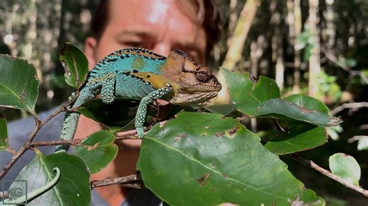Stunning Male Dwarf Chameleon Mating Display Deep in the Forest