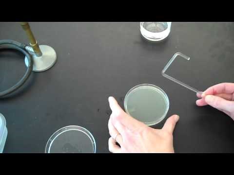 How to plate bacteria