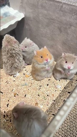 #Golden Thread Bear#Hamster#Baby Golden-threaded bear#The daily life of the Golden Thread