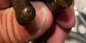 Amazing Neko Rig Hack!