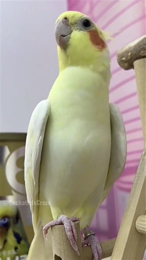 Adorable Cockatiel Jerry's Cute Singing and Dancing Moments 🎶🦜💖🥰 #cockatielscraze #birdsinging