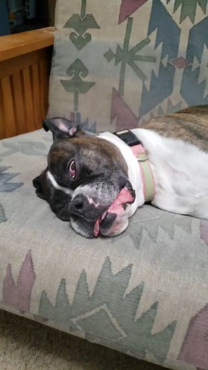 Dogs are funny when they sleep. Especially Boxers. #boxerdog #snoringdog | Its a Boxer Dog Life
